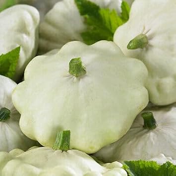 Vegetable Summer Squash White Patty Pan 40 Seeds Zucchini Easy for Grow Garden