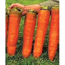 Giant Carrot Seeds Red Vegetable for Planting Giant Non GMO 2000 Seeds