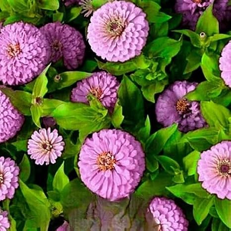 240 Zinnia Dahlia Pastel Dream Seeds – Zinnia elegans – Large Double Lilac Purple Pompom Flowers – Annual Flower Seeds with Free Plant Tag