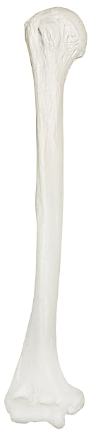 Axis Scientific Humerus Bone Model, Right
