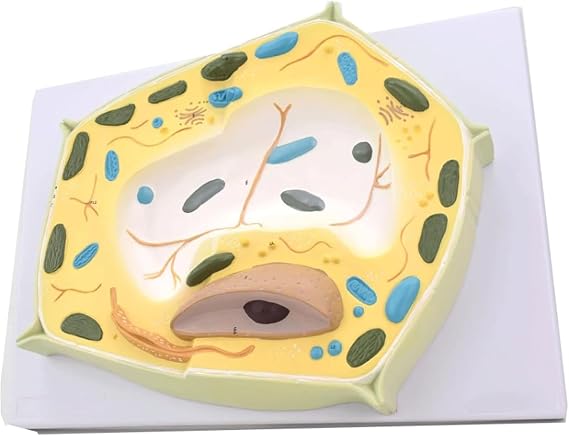 Plant Model Plant Cell Model 2000X Magnification Plant Cell Micro Structural Anatomy Model Teaching Training Aid for Biological Study Anatomical Teaching Tool
