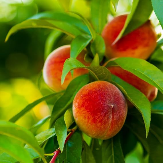 Brighter Blooms Elberta Peach Tree, 2-3 ft. | No Shipping to AK, AL, AR, AZ, CA, CO, HI, ID, LA, MS, OR, WA
