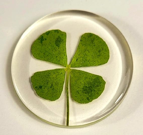 33mm Real Four Leaf Clover in Clear Lucite Pocket Token Specimen St.Patrick's Day Shamrock Lucky Leaf Coin Gift Crafts Collection Botany Science Education & Desk Ornament Display