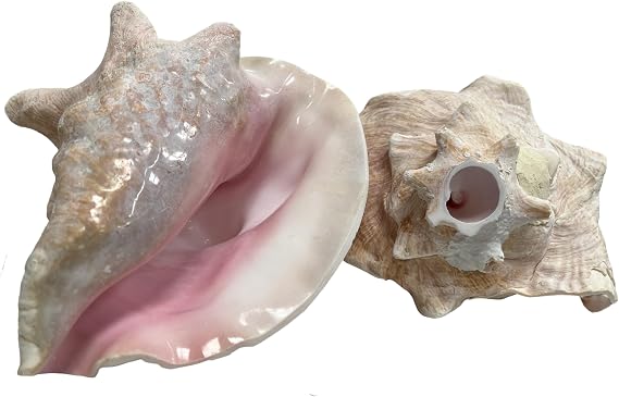 Large Bahama Conch Shell Horn - 7-9 inch