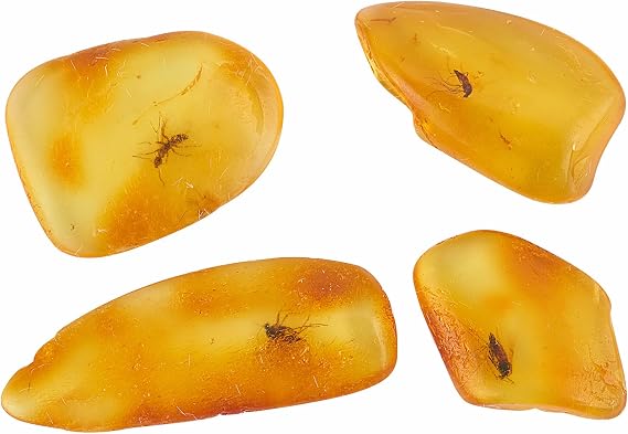 Natural Fossil Baltic Amber Insects from Millions of Years Ago 4 Sets Real Insect Samples Science Education Animal Specimens (Small Amber Insects)