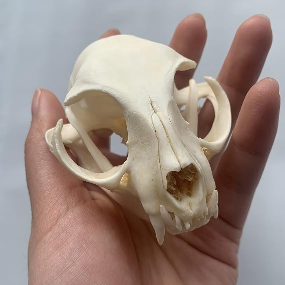 Exquisite Collection of Real Bone Cat Skull, Animal Bones Real for Craft, Skull Decoration for Home, Specimen Collectibles Study, Special Gifts 3'
