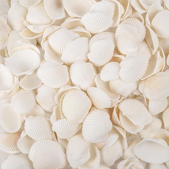 Bulk Natural Tiny Sea Shells, Small White Clam Shells for Crafts