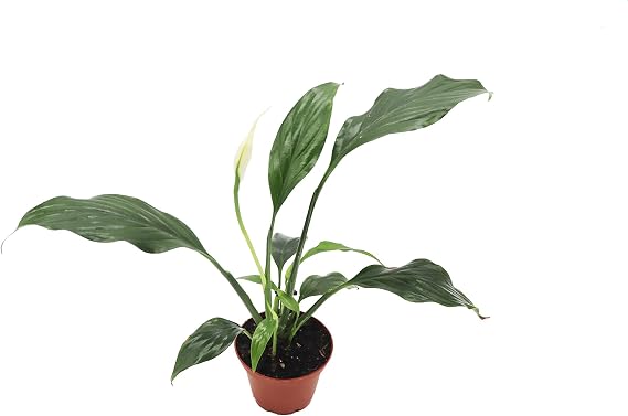 Peace Lily - 3'' from California Tropicals