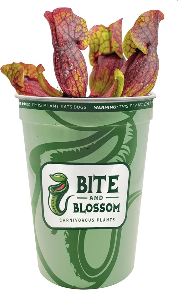 Carnivorous Plant - Sarracenia Purpurea - Purple Pitcher Plant - 3 inch Plant Pot - Killer Plant Company