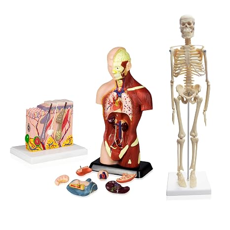 VBM-B12N Elementary and High School Learning Package | Set of Three Human Anatomy Models, Skeleton, Torso and Skin | with Manual